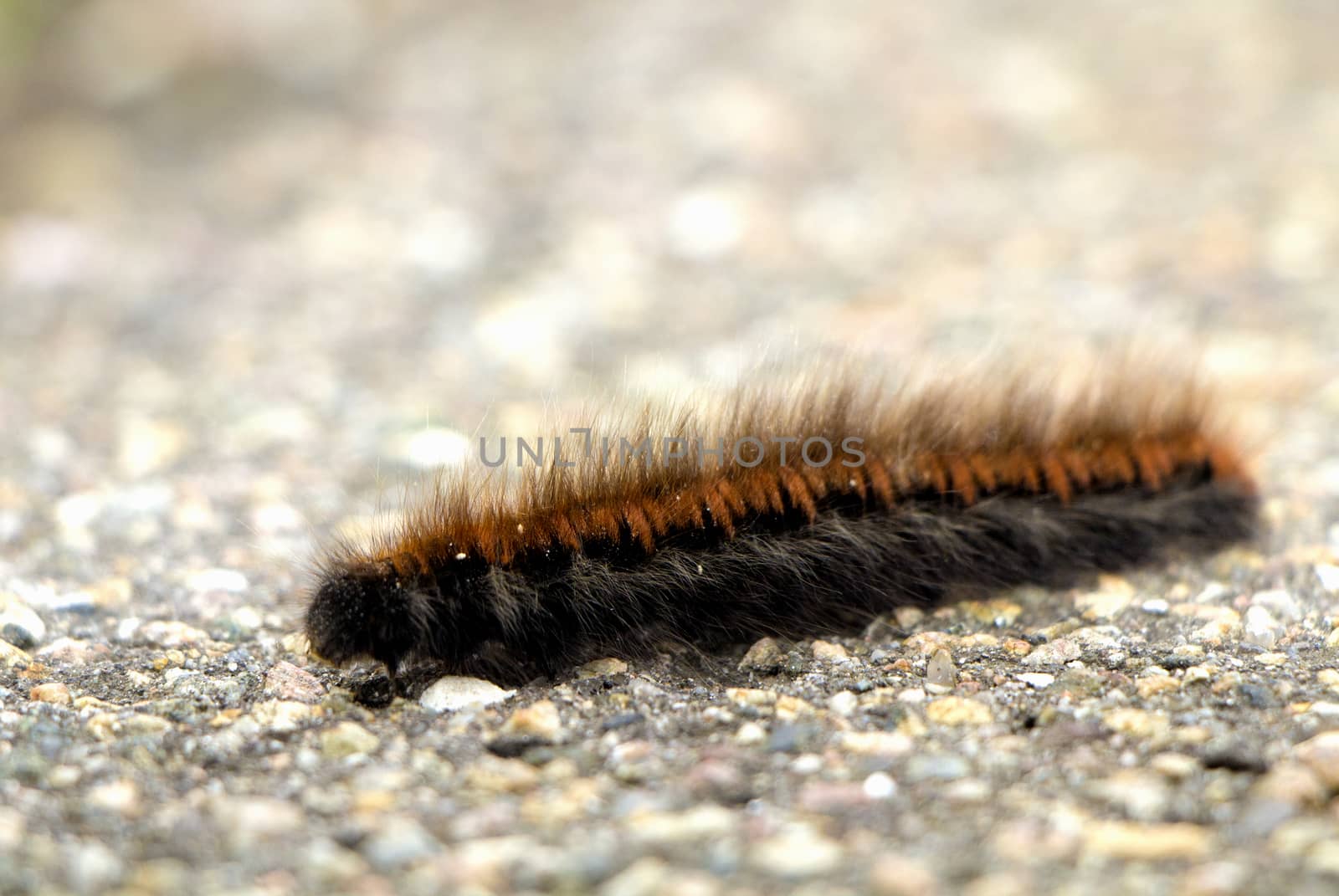 Black and orange hairy larvae moving on asphalt in autumn.