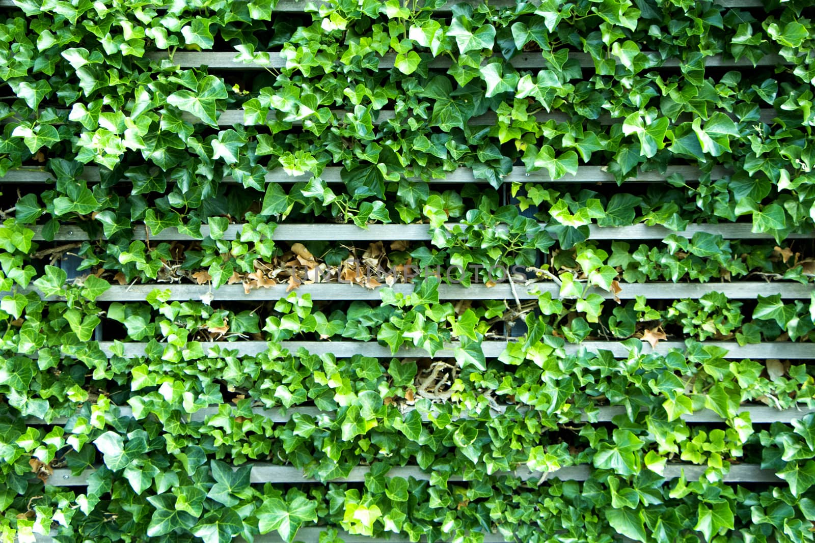 Wall with green leaves and wood in autumn.