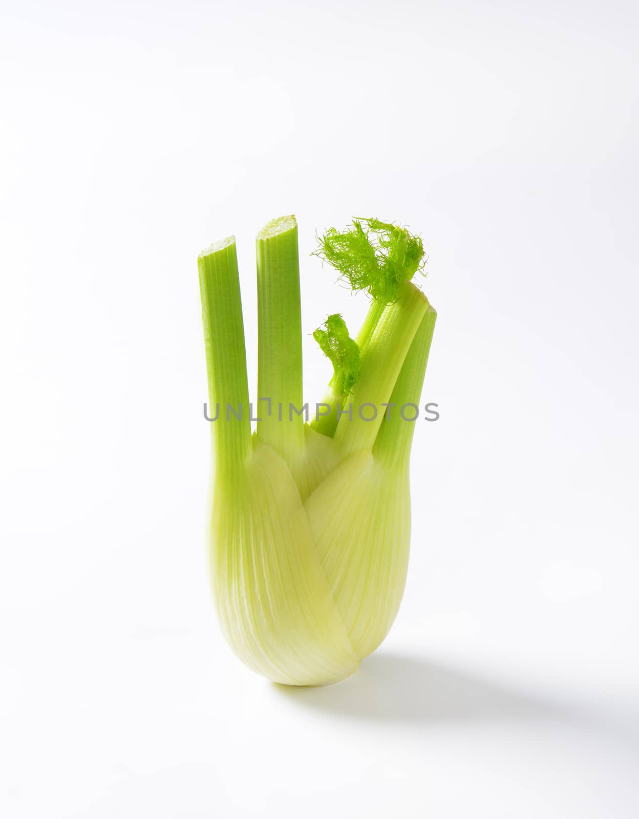 bulb of fresh fennel by Digifoodstock
