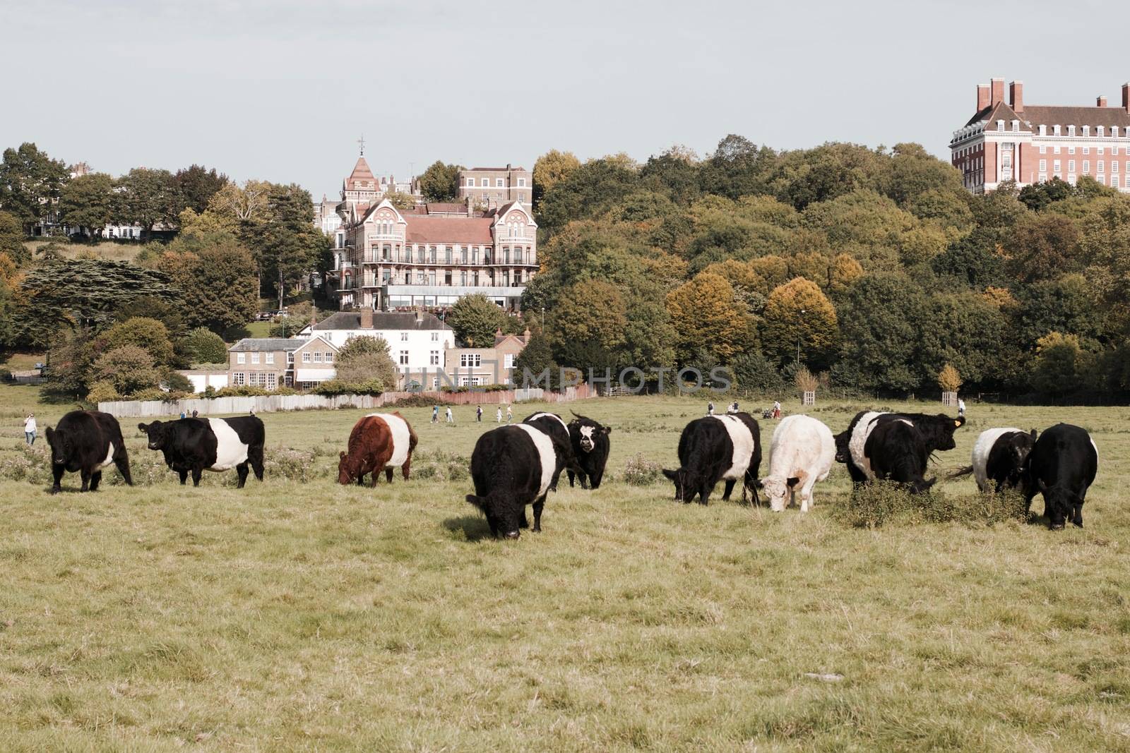 Cows in town centre on Richmond London. Nature in town concept.