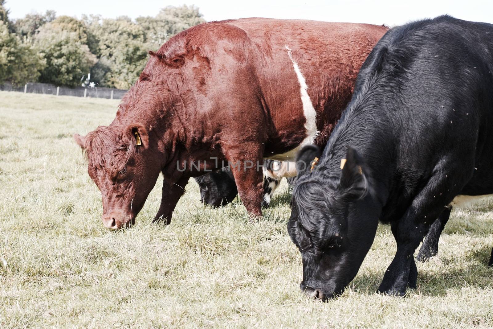 Cows in town centre on Richmond London. Nature in town concept.