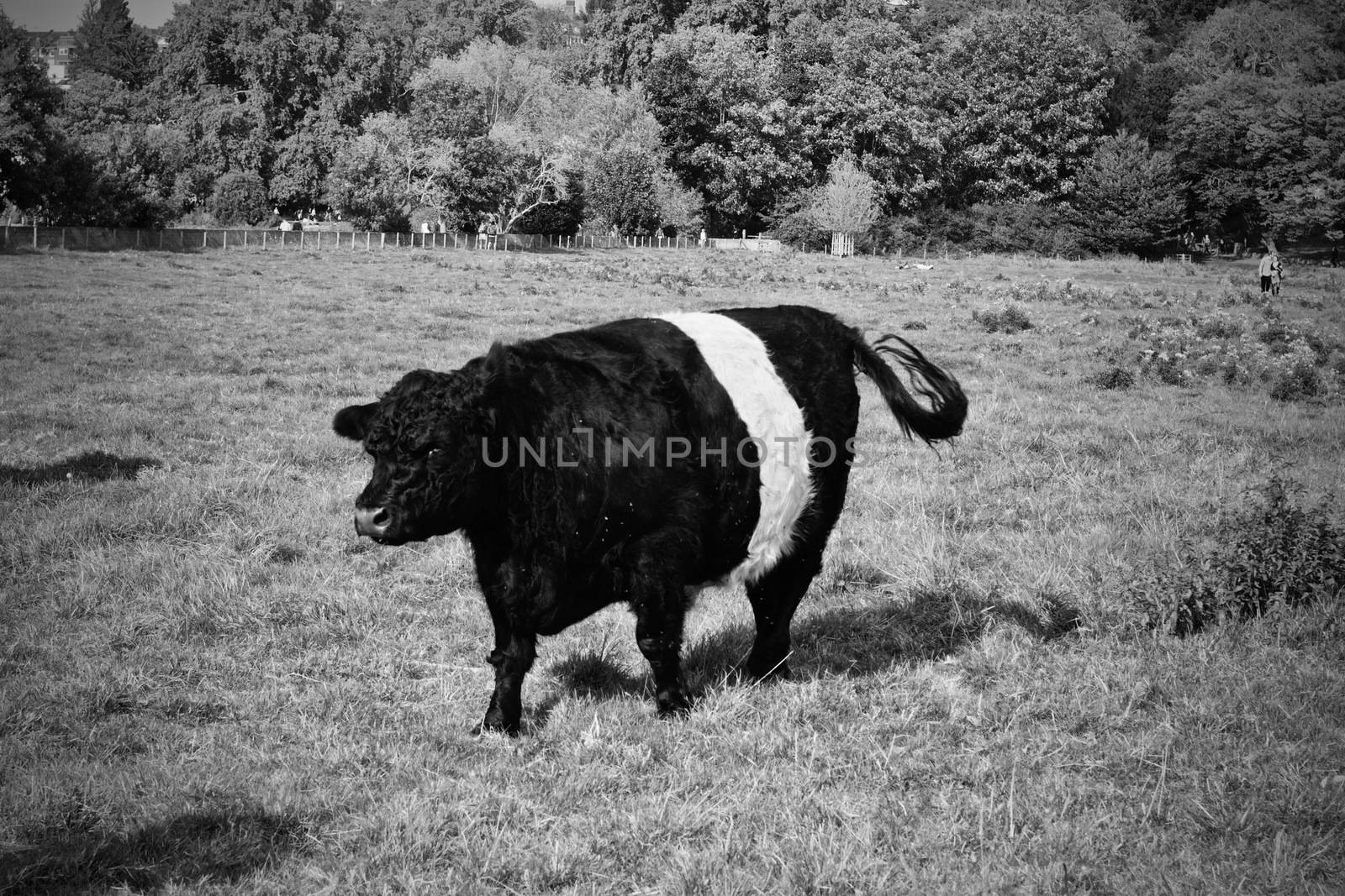 Cows in town centre on Richmond London. Nature in town concept.