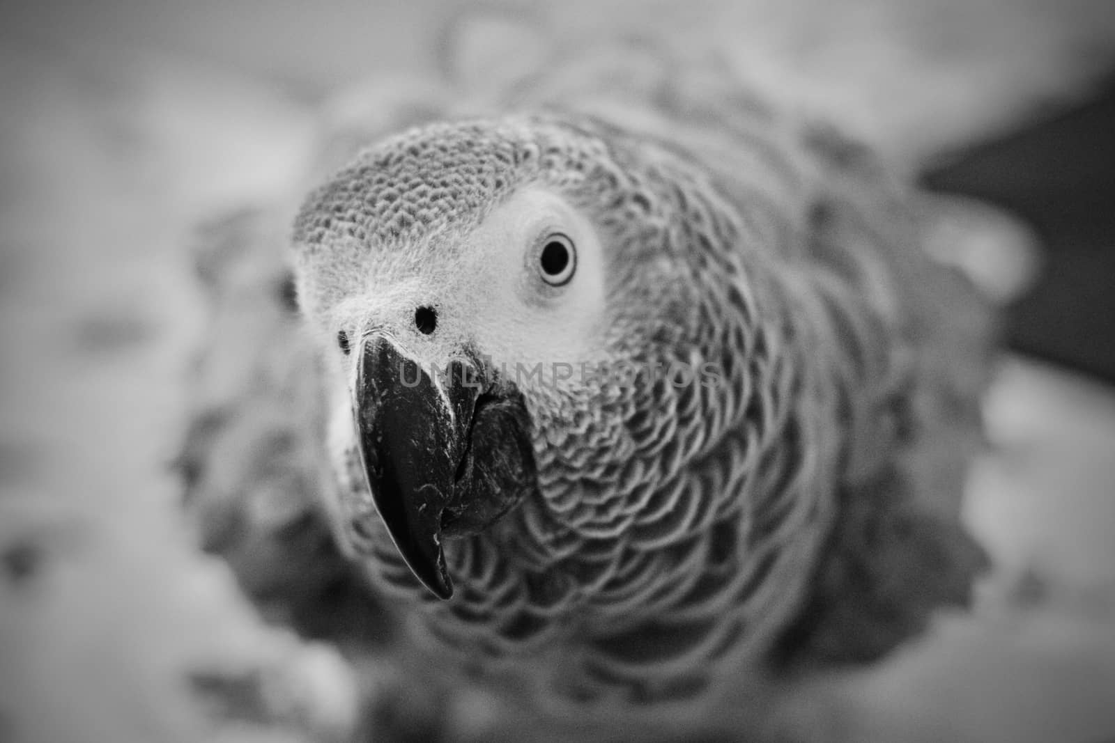 Small home pet. African gre parrot. Natural animal concept.