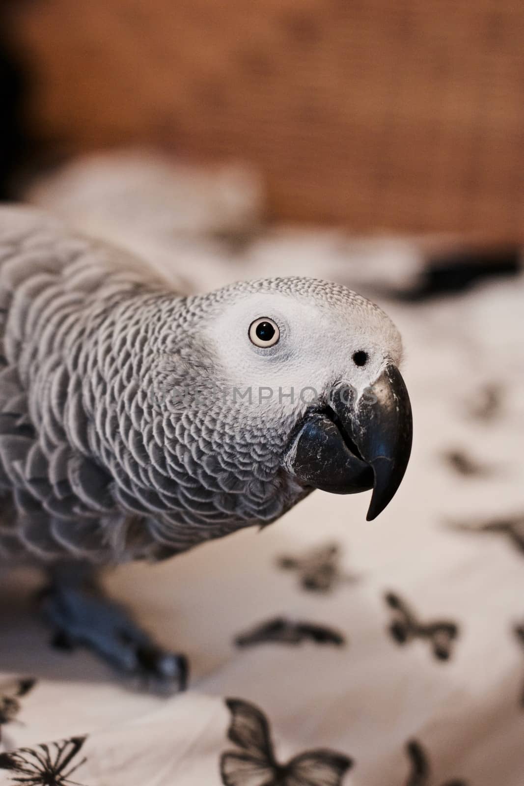 Small home pet. African gre parrot. Natural animal concept.