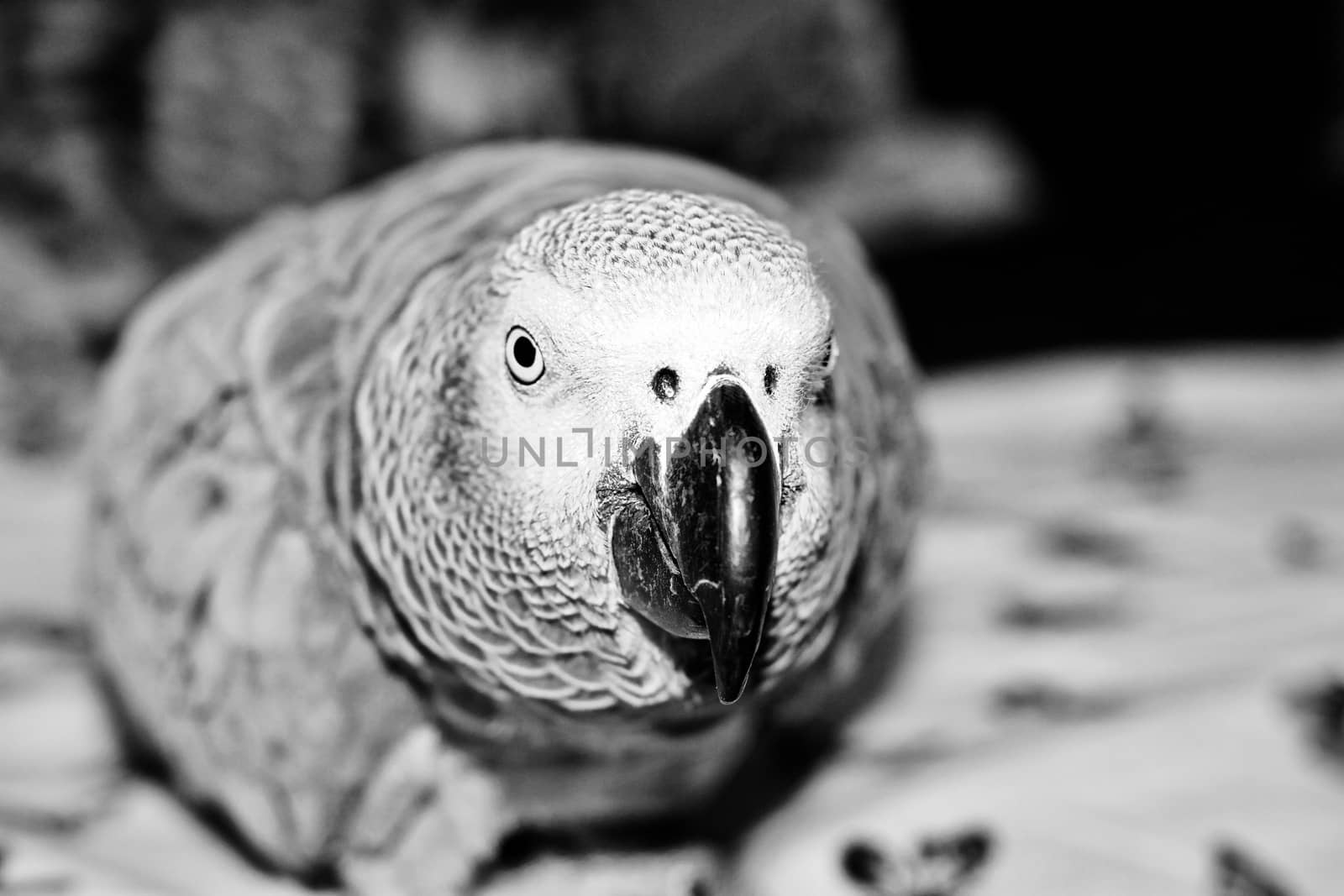 Small home pet. African gre parrot. Natural animal concept.
