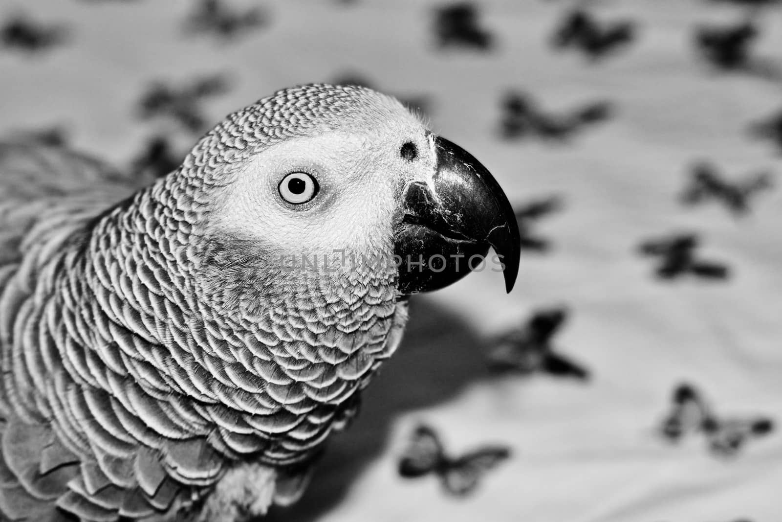 Small home pet. African gre parrot. Natural animal concept.
