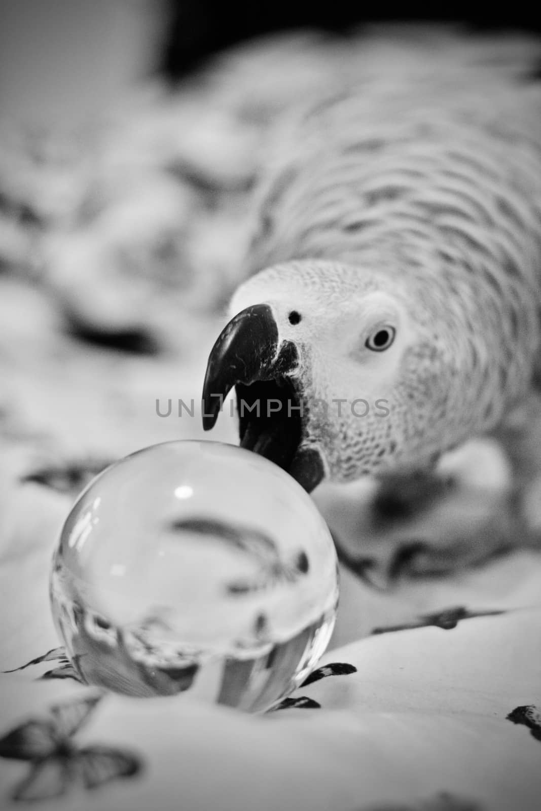 Small home pet. African gre parrot. Natural animal concept.