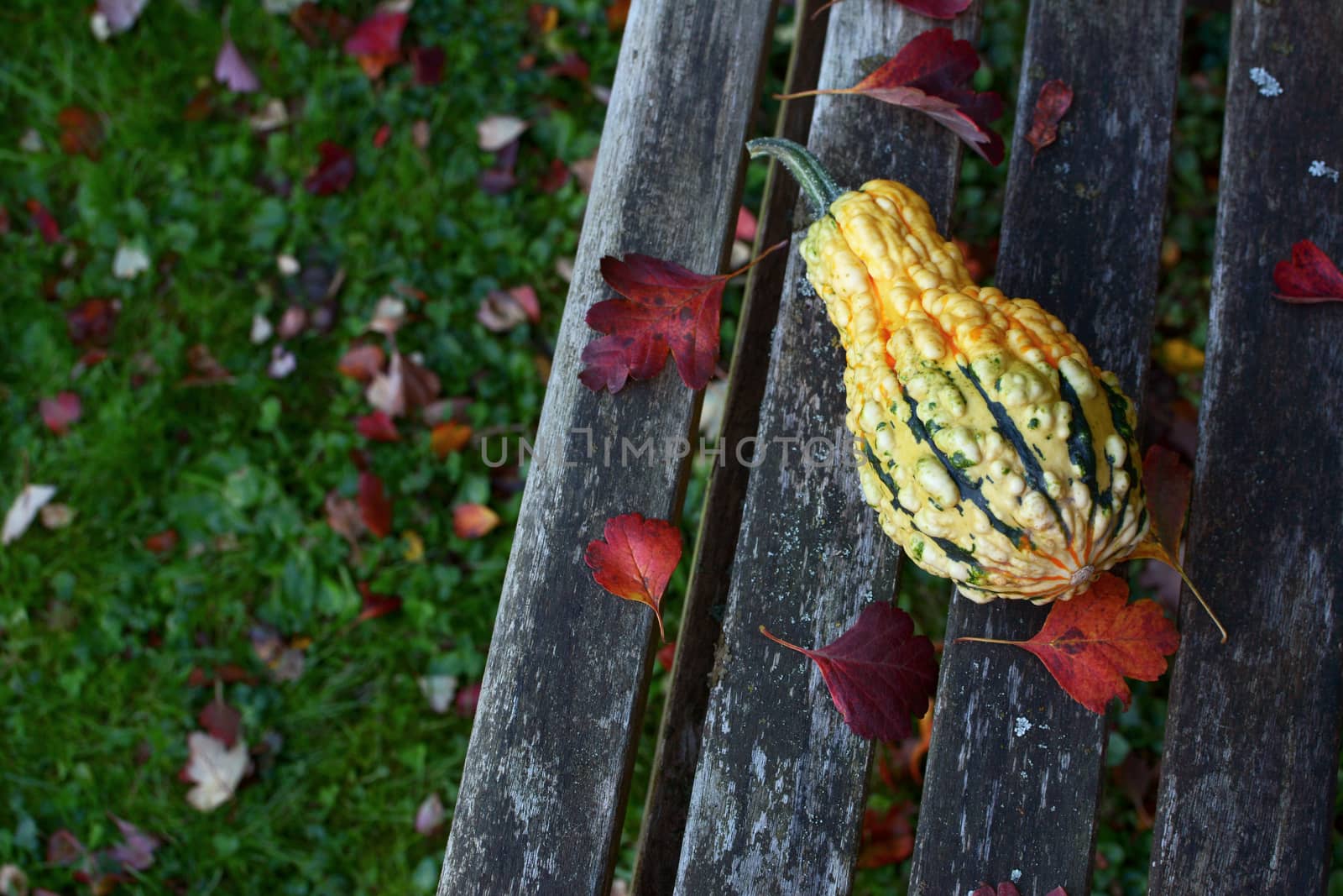 Warty-textured yellow and green ornamental gourd among red fall leaves on a weathered wooden bench, with copy space