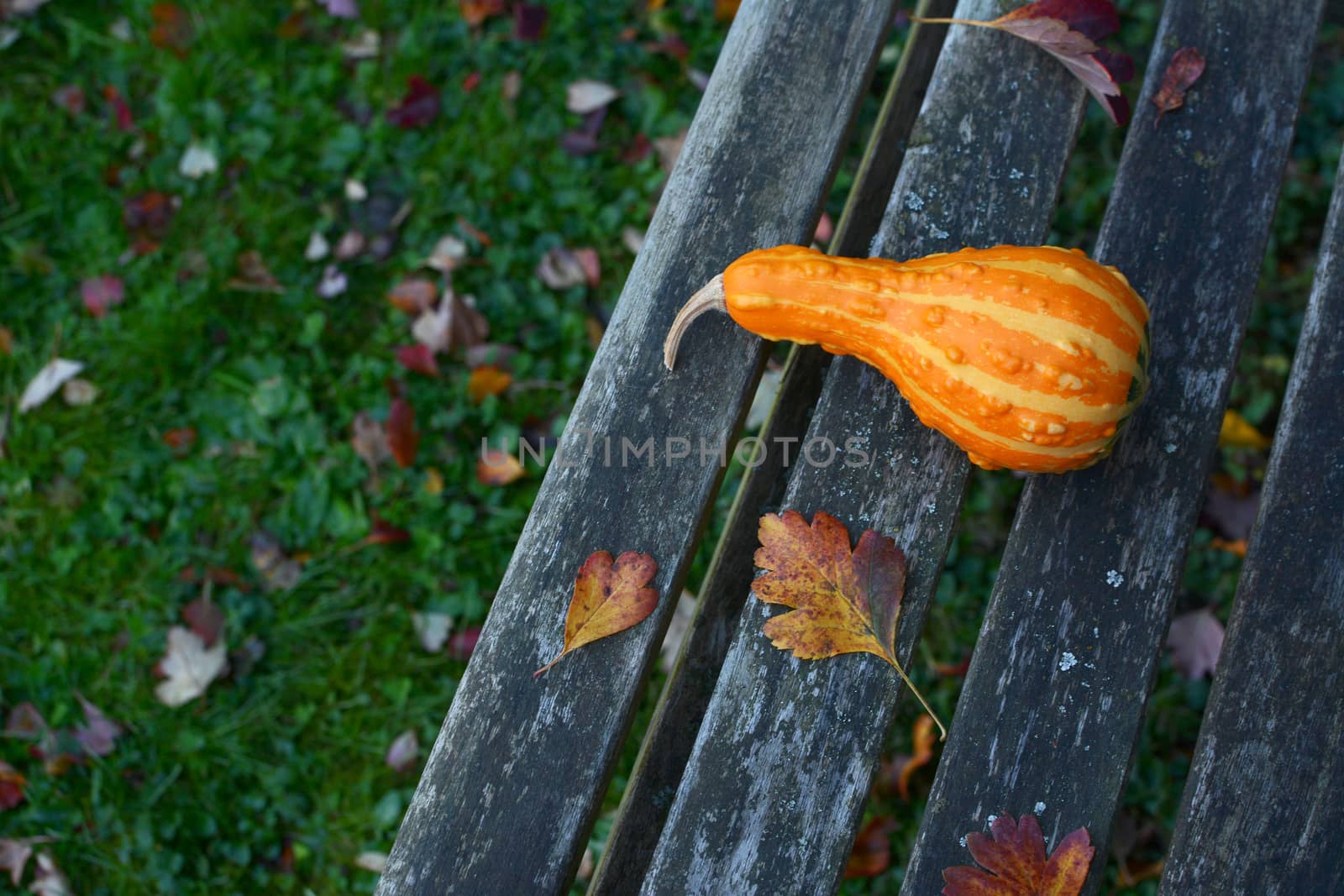 Bumpy orange pear-shaped ornamental gourd lies on a rustic wooden bench with autumnal leaves and copy space