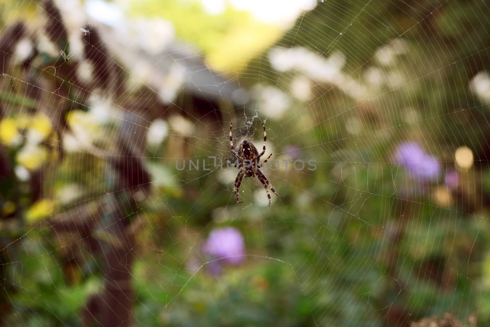 European garden spider sits on a tangled web with trapped flies, in selective focus against a rural garden