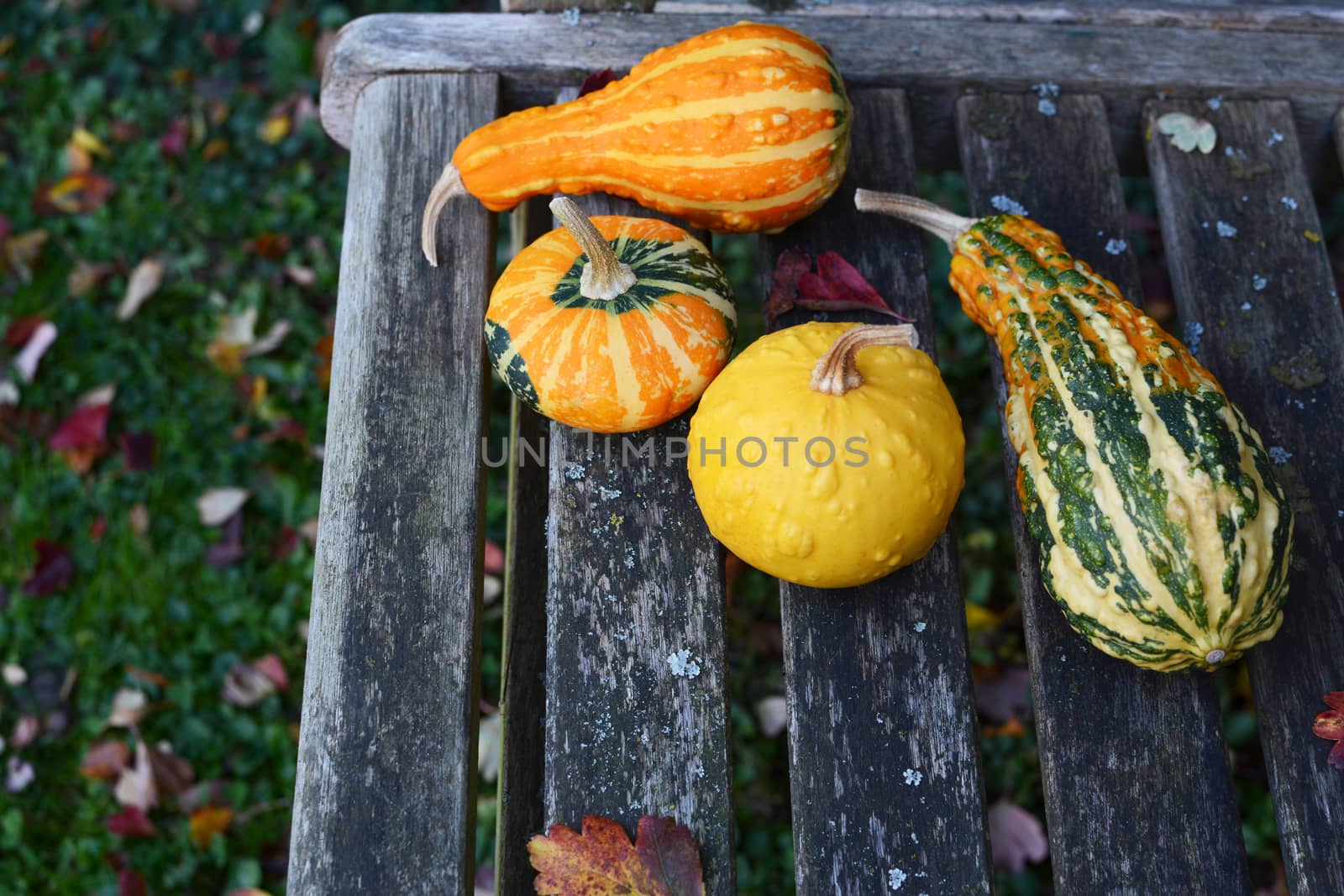 Four assorted orange, green and yellow ornamental gourds on a rustic wooden bench with copy space
