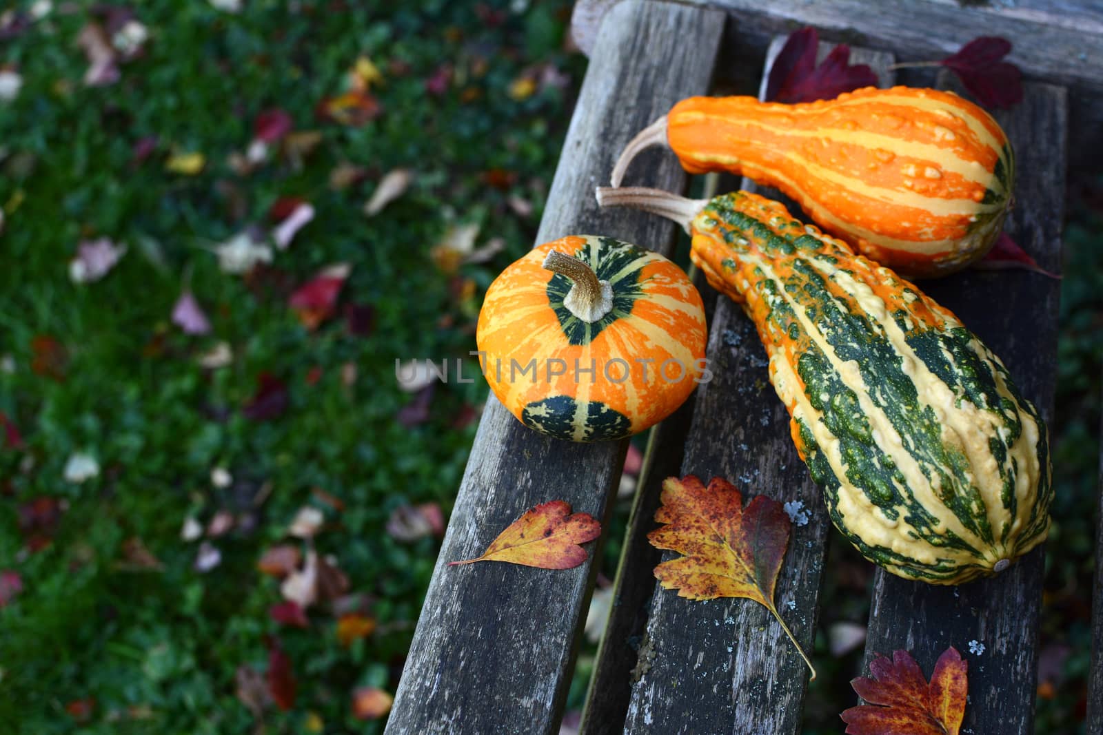 Three ornamental gourds among fall leaves on a wooden garden bench, with copy space