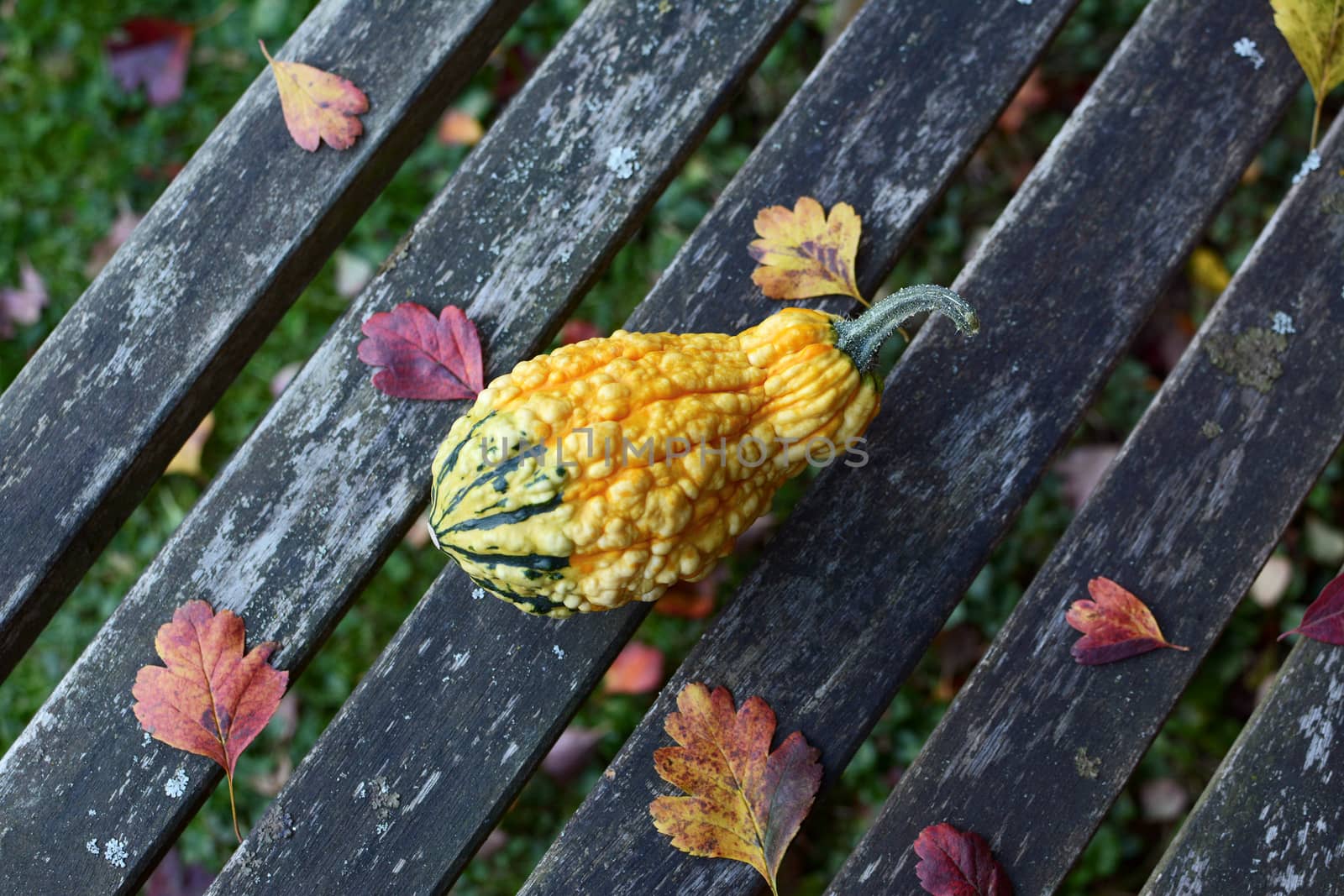 Warty-textured yellow and green ornamental gourd among fall leaves on a rustic wooden bench
