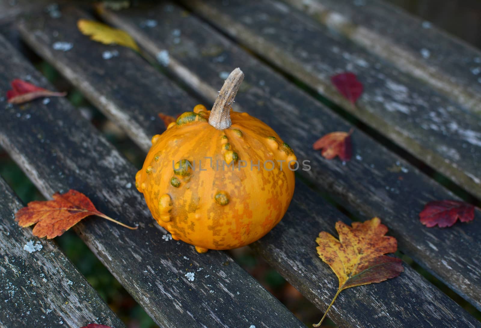 Small orange and green ornamental gourd with fallen autumn leaves on an old wooden bench