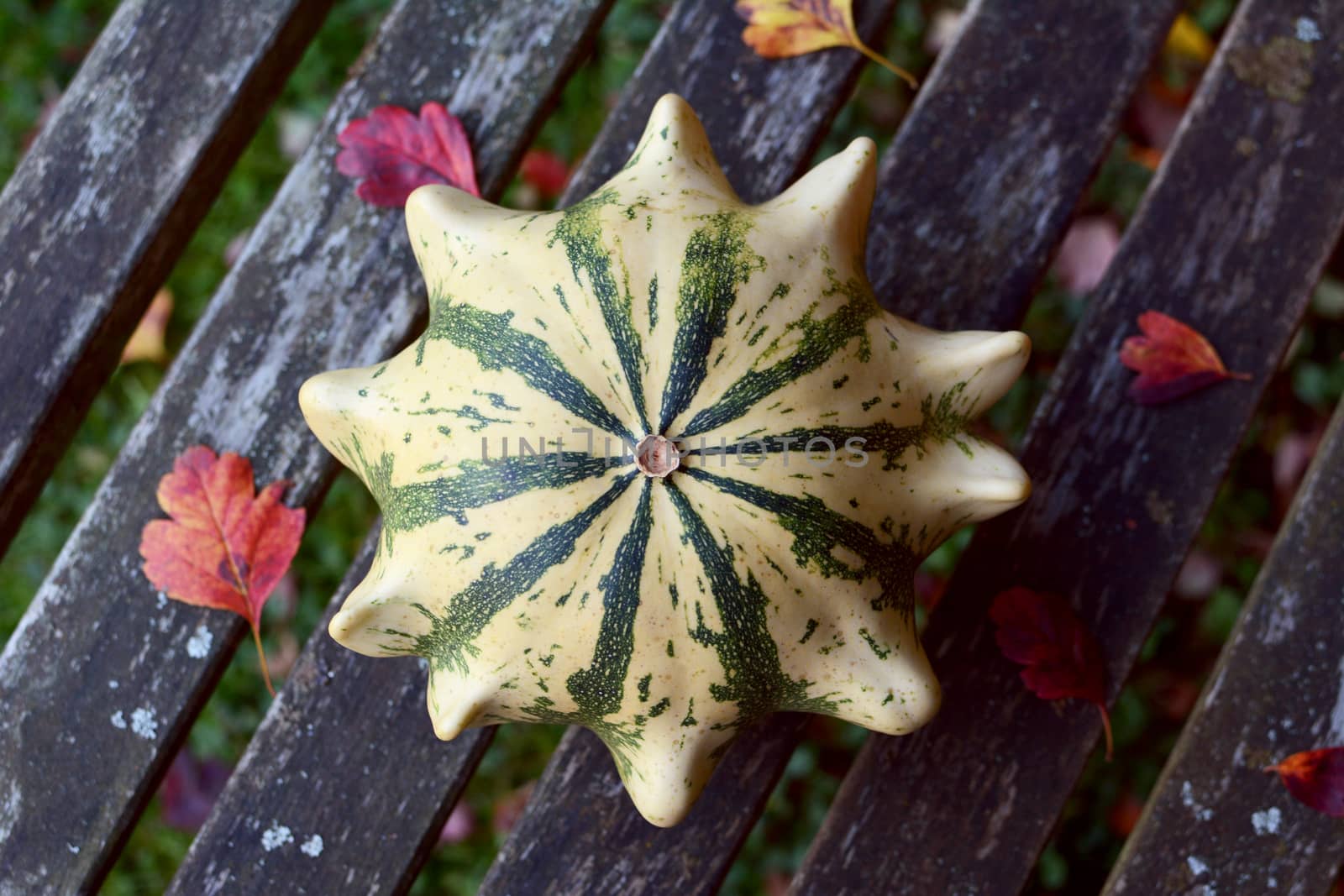 Crown of Thorns ornamental gourd - cream with green stripes - on a weather-beaten wooden bench with red autumn leaves