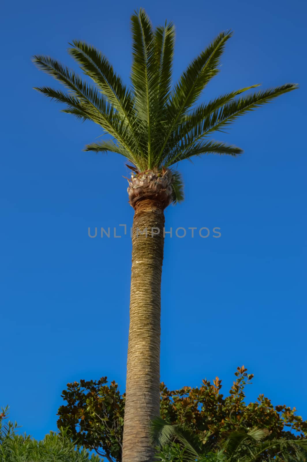 Isolated palm tree in a garden of the island of Crete