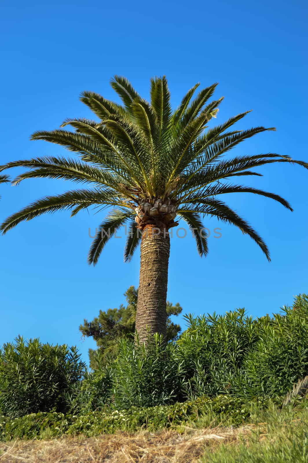 Isolated palm tree in a garden of the island of Crete