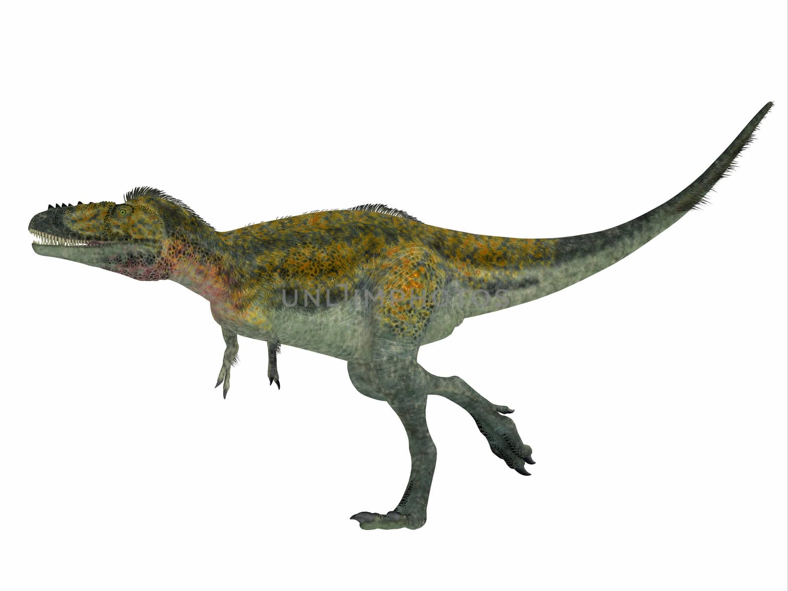 Alioramus was a carnivorous theropod dinosaur that lived in Asia in the Cretaceous Period.