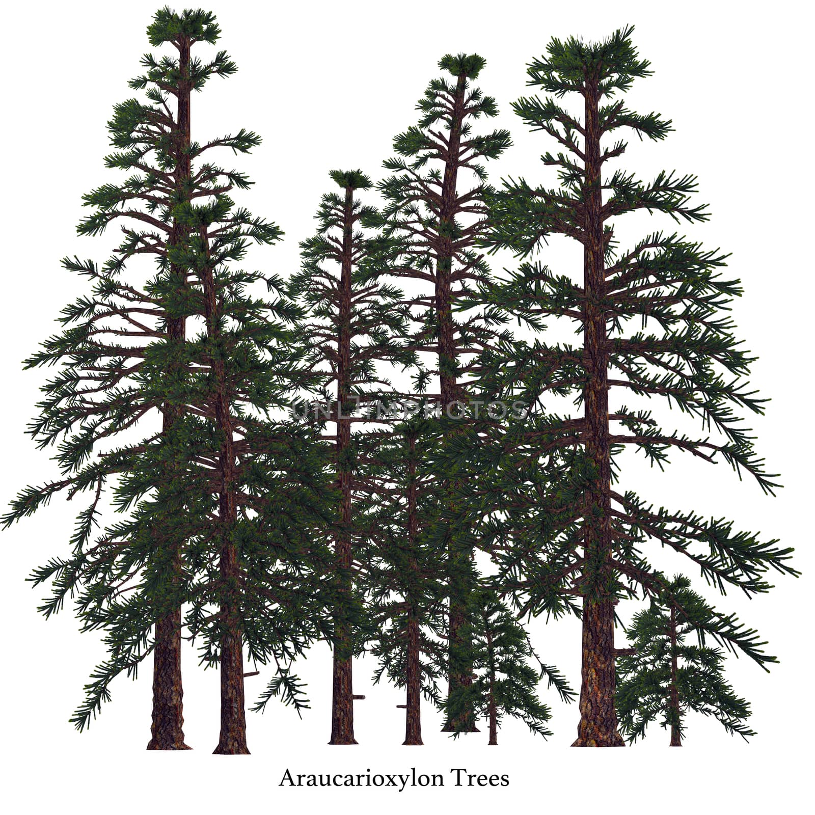 Araucarioxylon Trees by Catmando