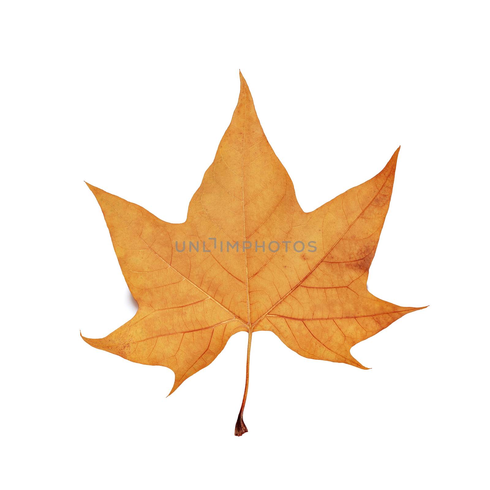 autumn maple leaf isolated on white background.