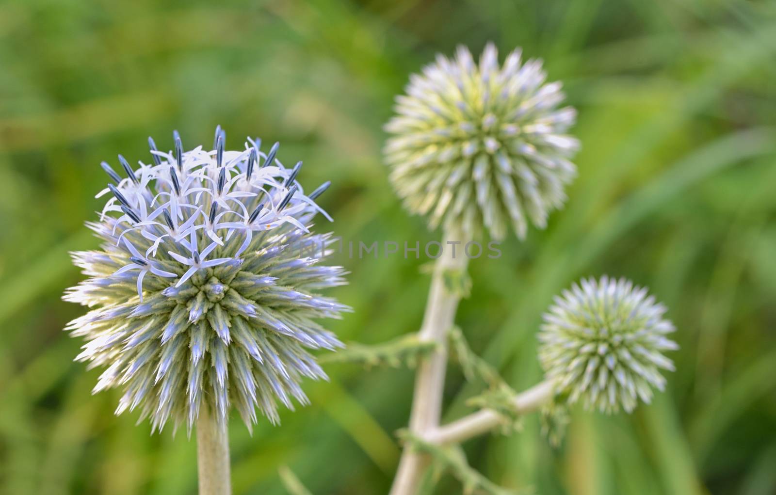 Blue globe thistle (Echinops) in the garden