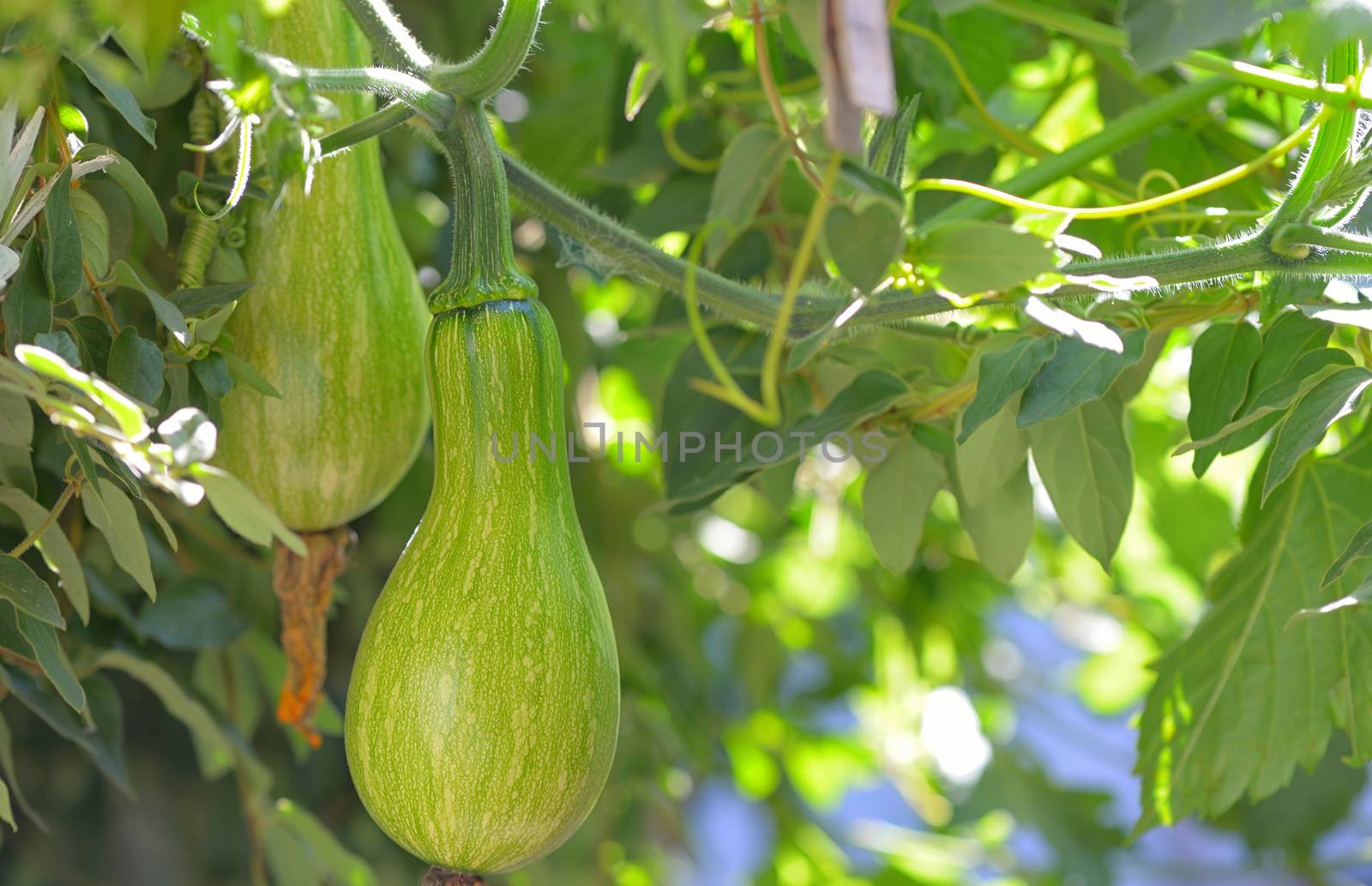 Green unripe  pumpkin in garden