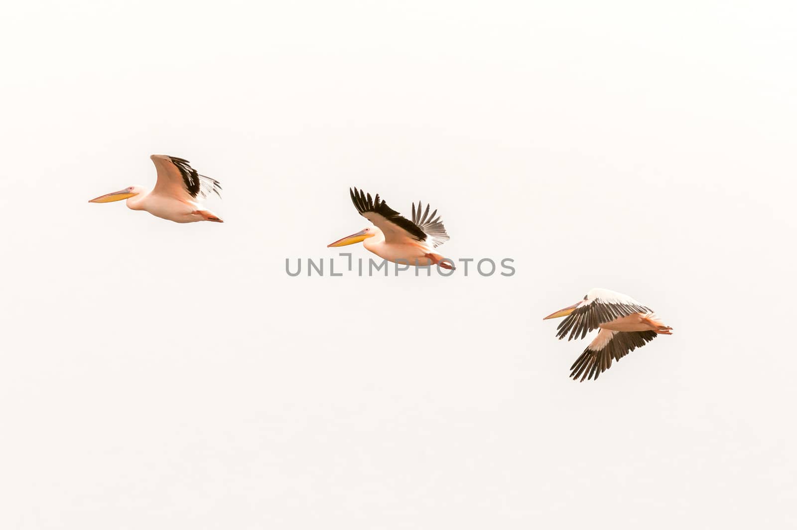 Three Great white pelicans, Pelecanus onocrotalus flying at the lagoon in Walvis Bay in the Namib Desert on the Atlantic Coast of Namibia