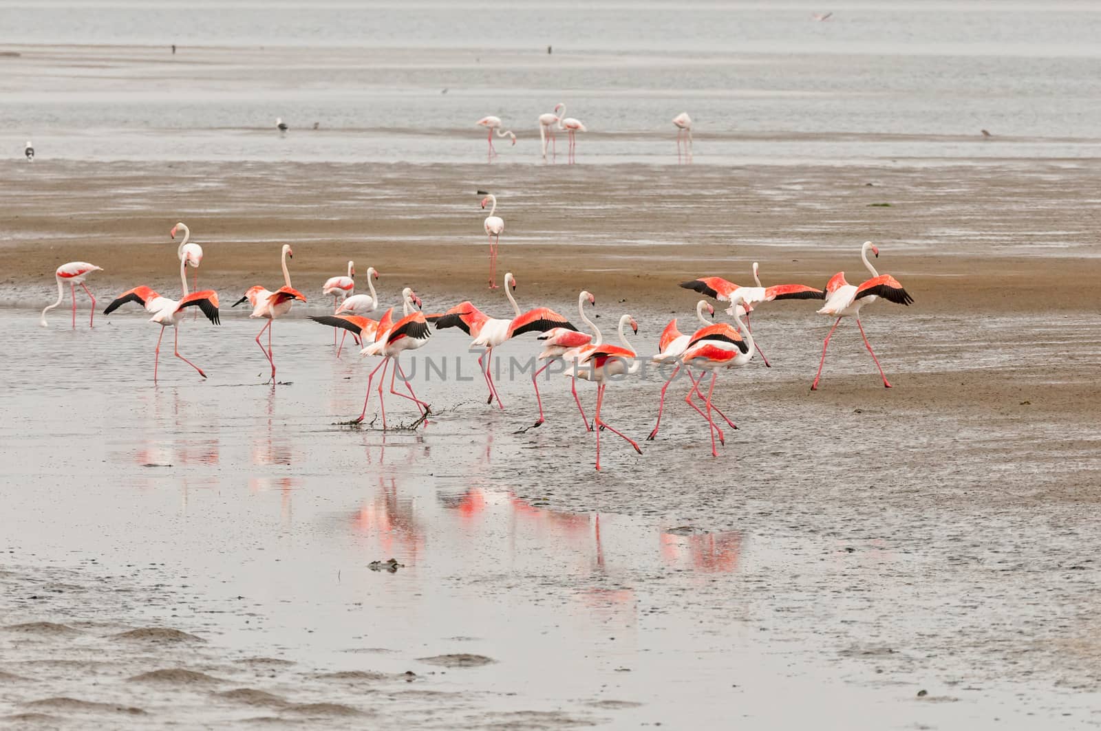Greater Flamingos, Phoenicopterus ruber roseus, with wings extended, in the lagoon at Walvis Bay in the Namib Desert on the Atlantic Coast of Namibia