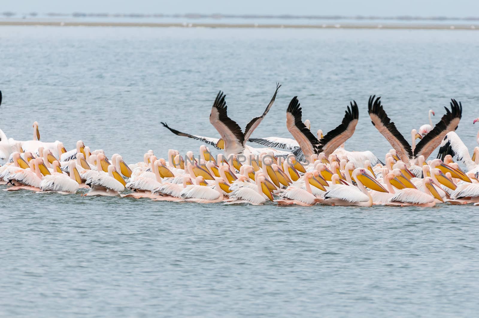 Great white pelicans swimming in formation in the lagoon in Walvis Bay