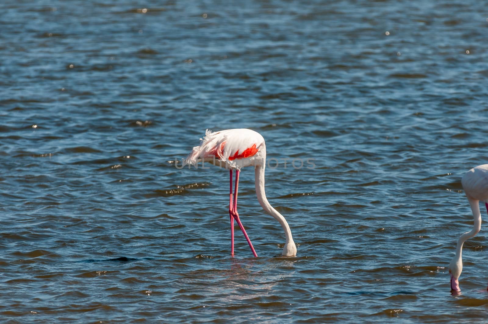 A Greater Flamingo, Phoenicopterus ruber roseus, feeding in the lagoon at Walvis Bay in the Namib Desert on the Atlantic Coast of Namibia