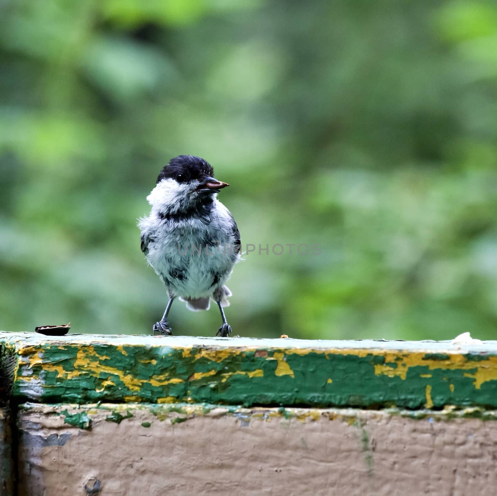 coal tit, the bird with latin name Periparus ater, sitting on the Board