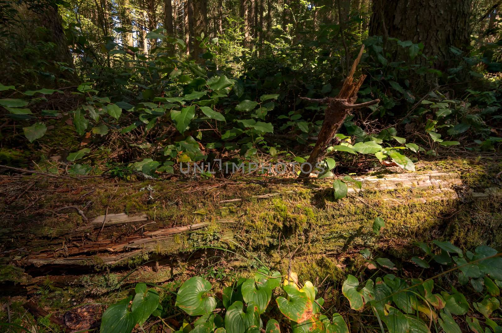 Fallen Redwood Tree in Northern California Forest by backyard_photography