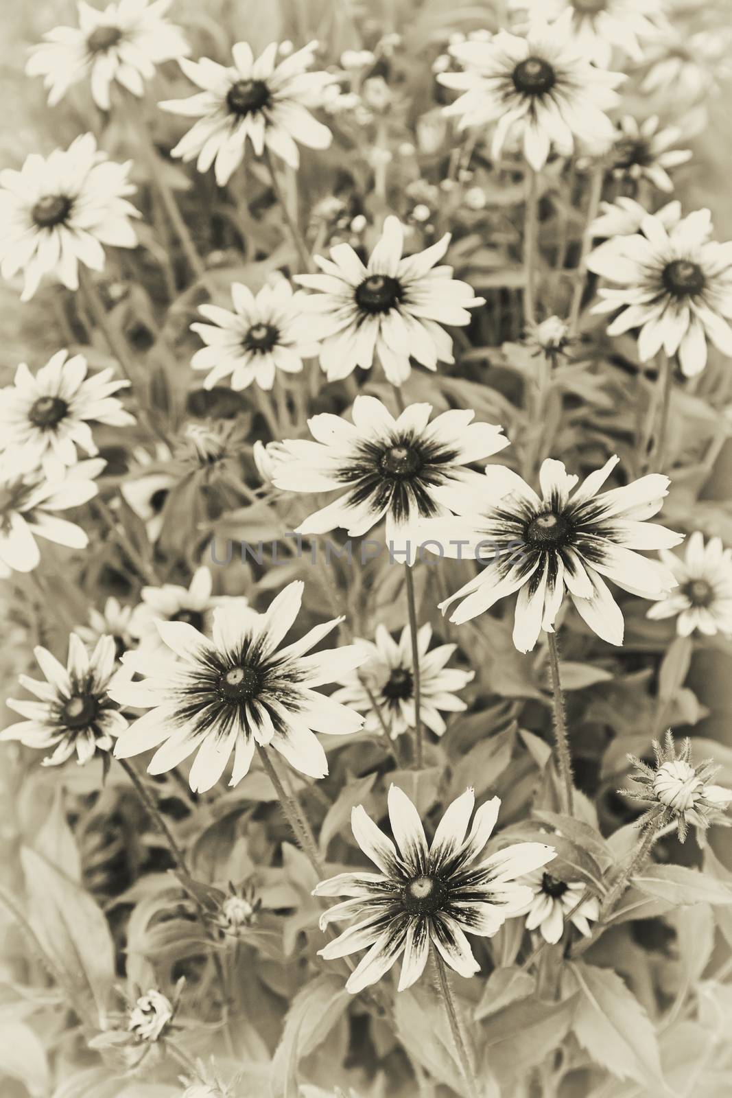 Flowers of rudbeckia in bloom in the flowerbeds by georgina198