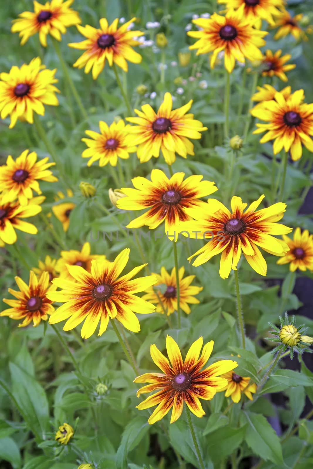 Beautiful large yellow with red flowers rudbeckia in the garden on a background of green leaves.