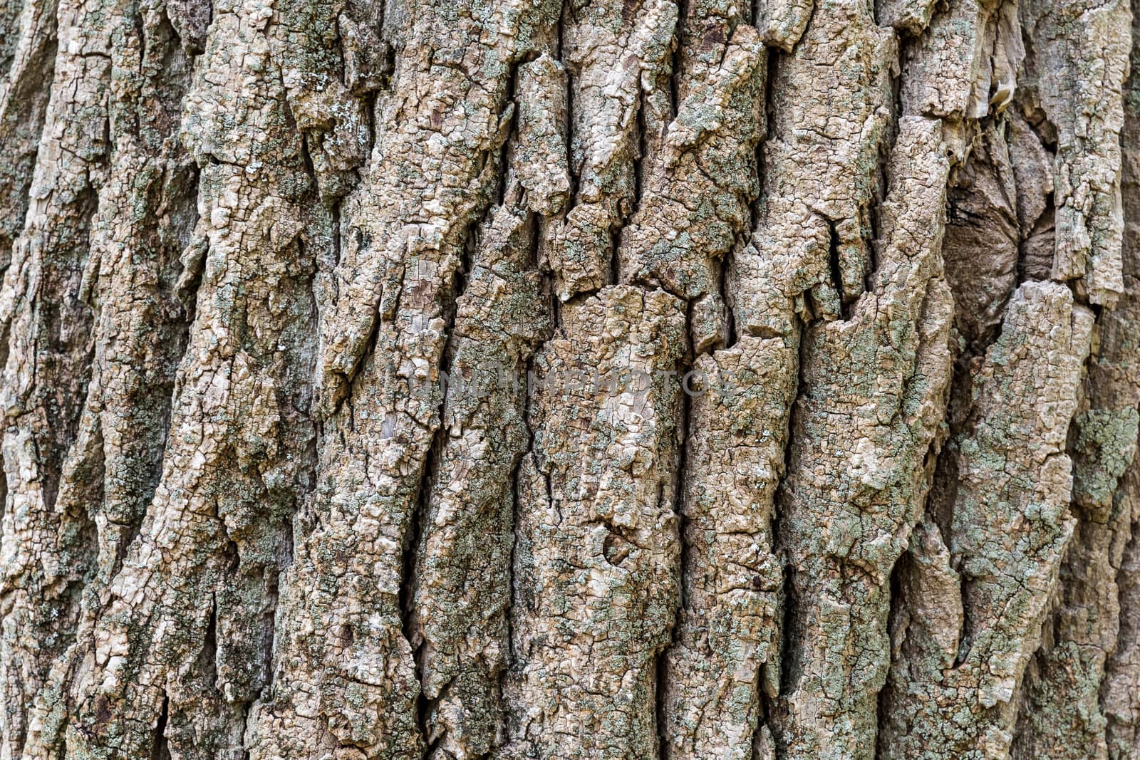 Texture (background) shot of brown tree bark, filling the frame.