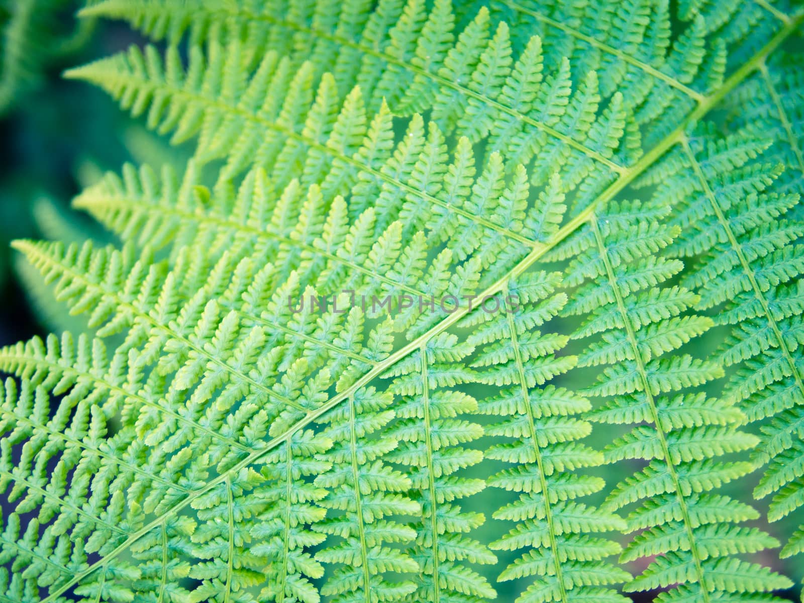 Detail of fern leaf, bracken sword, fresh saturated green symmetry pattern, nature representation