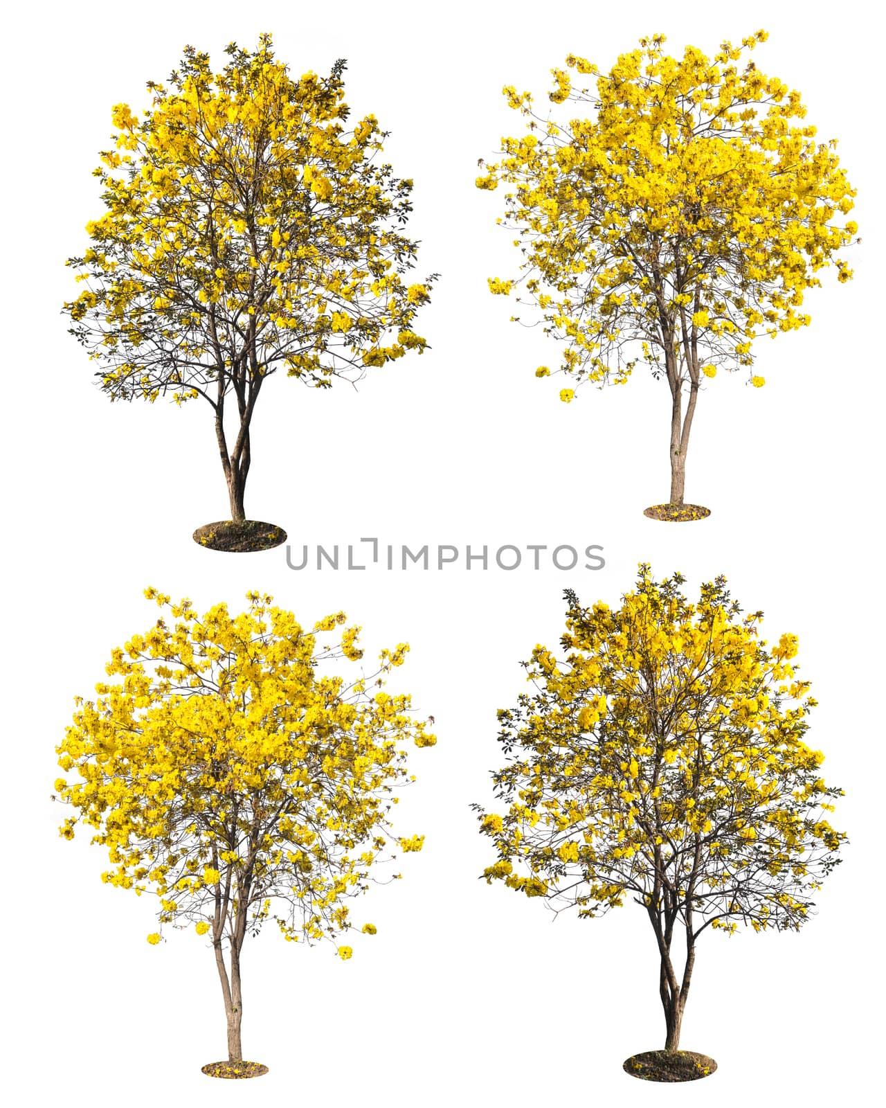 golden tree, yellow flowers tree, tabebuia isolated on white bac by rakoptonLPN