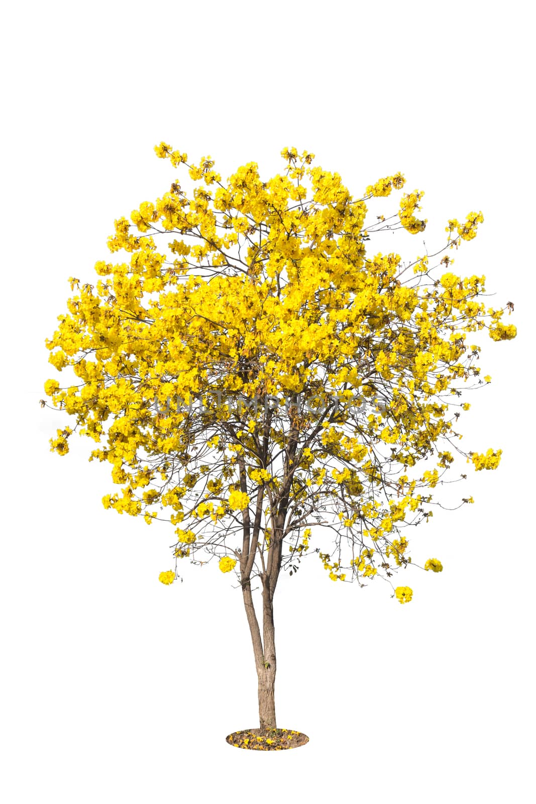 golden tree, yellow flowers tree, tabebuia isolated on white bac by rakoptonLPN