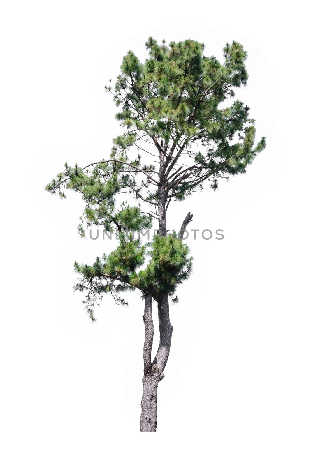tree isolated on white background by rakoptonLPN
