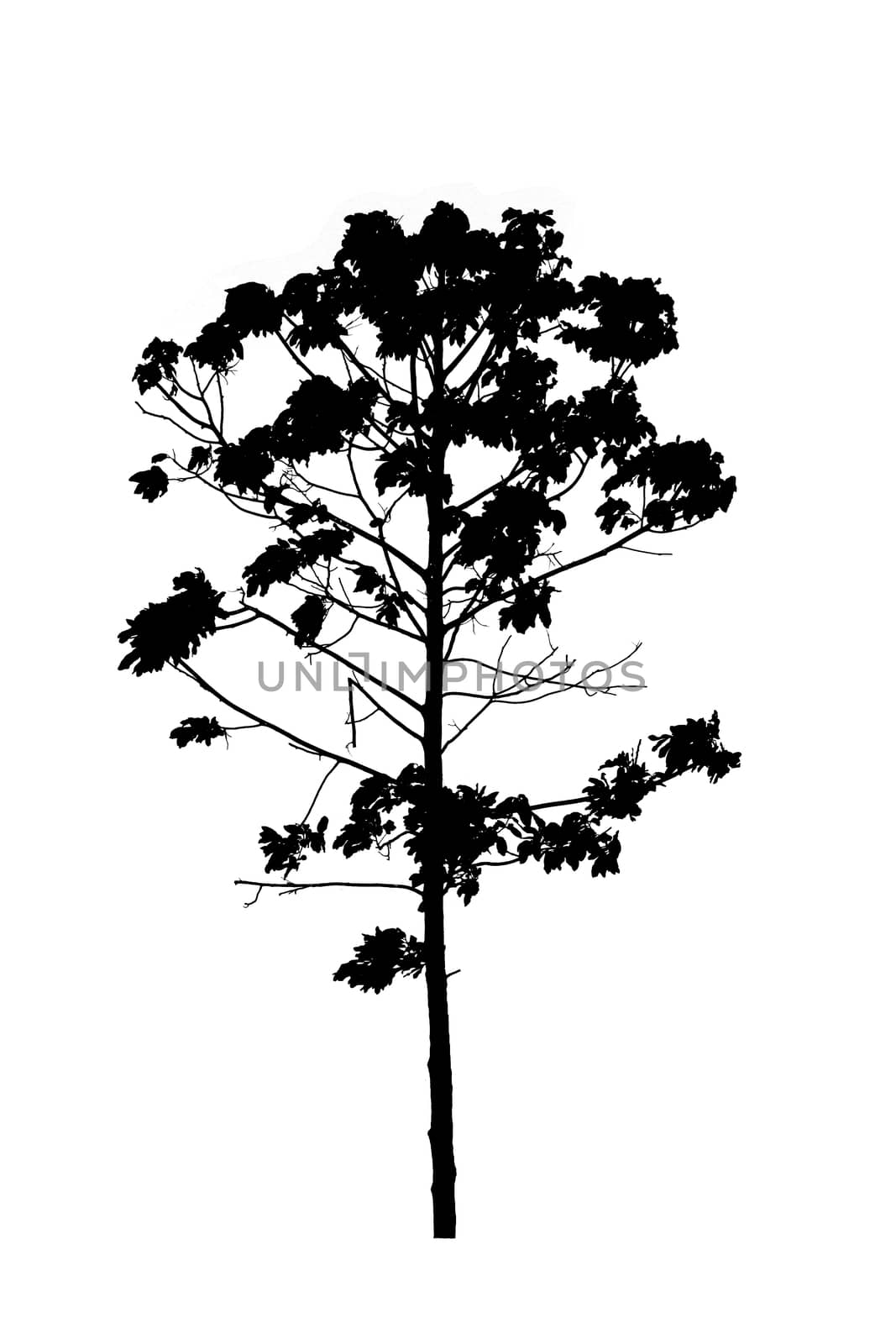 silhouette of tree isolated on white background  by rakoptonLPN
