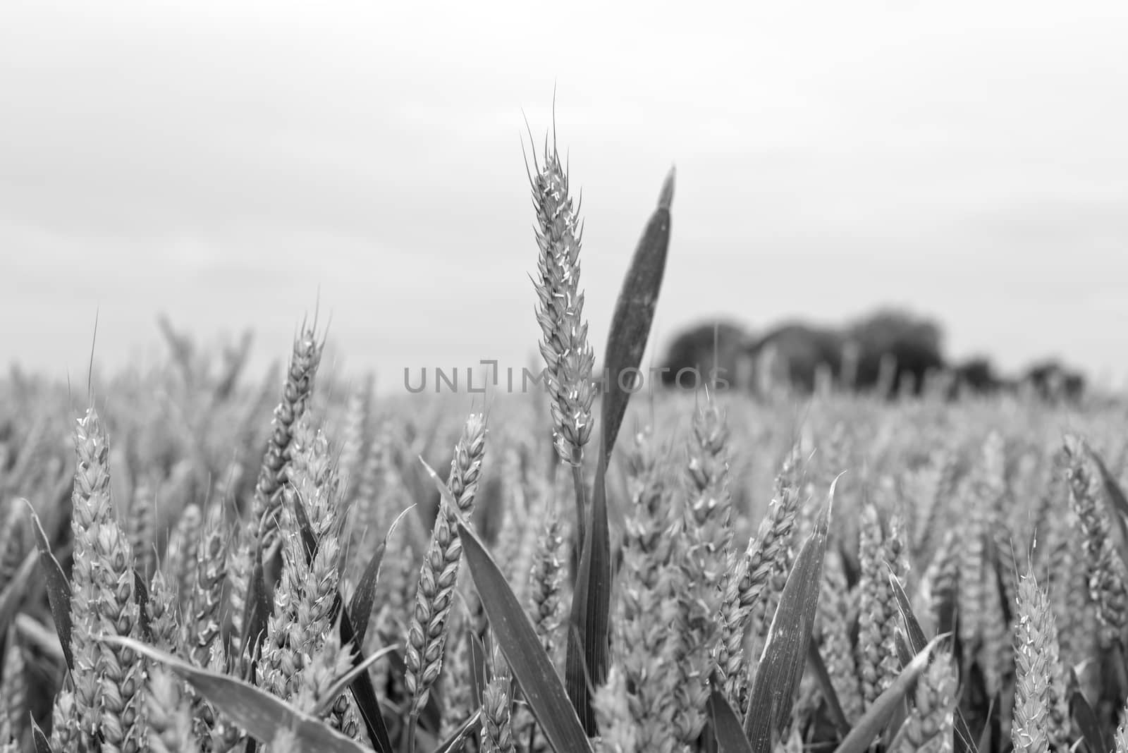 barley crop in grey by morrbyte