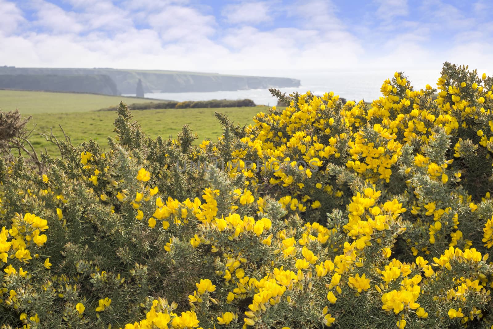 beautiful green fields of kerry by morrbyte