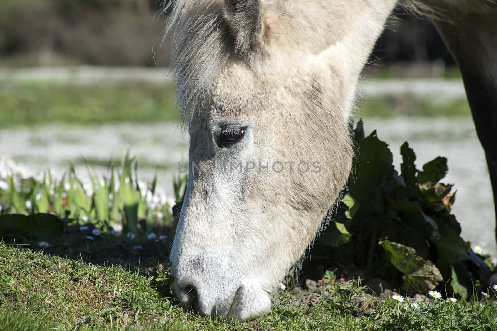 beautiful irish pony eating in a lush field of daisies