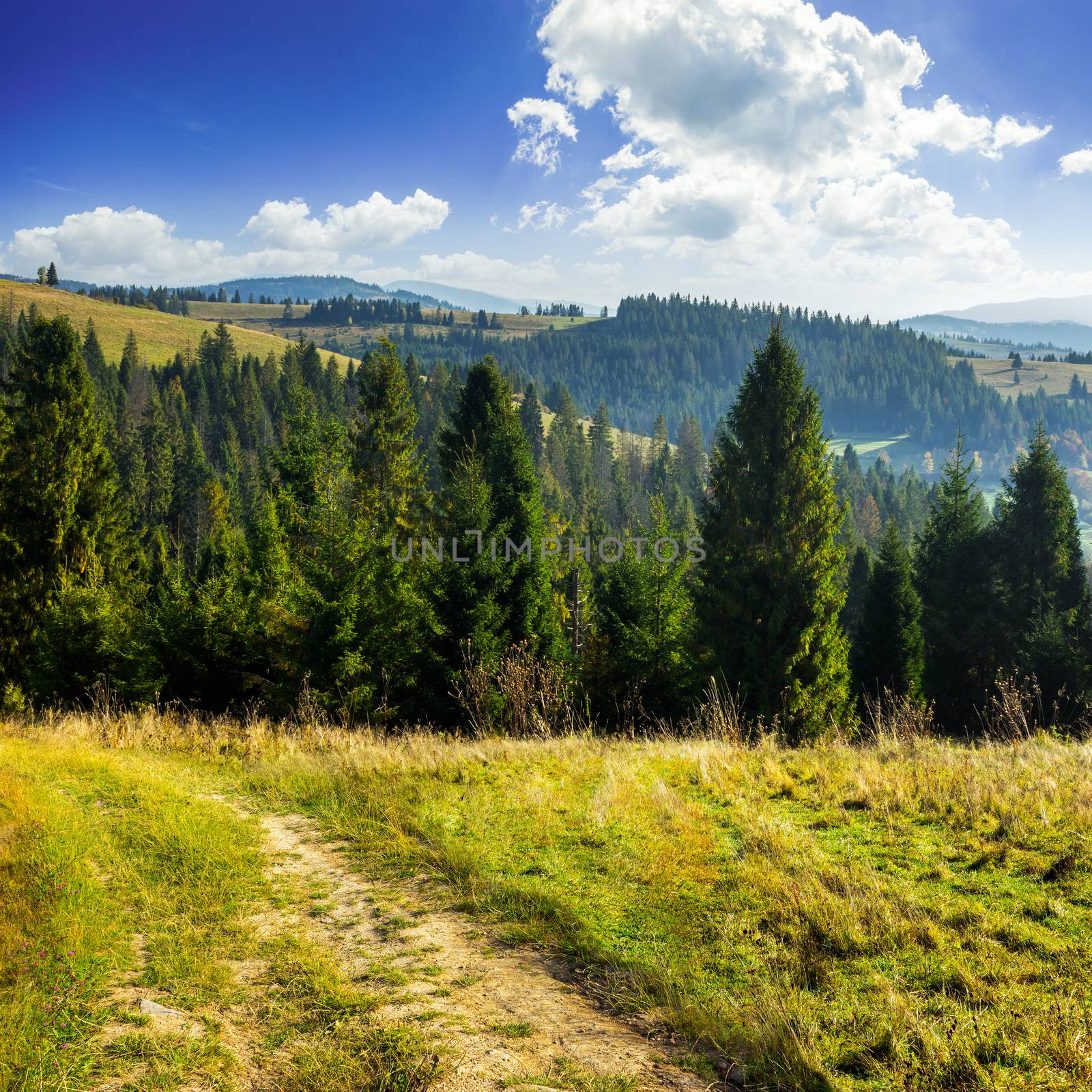 composite image of  hillside of mountain range with coniferous forest and meadow path