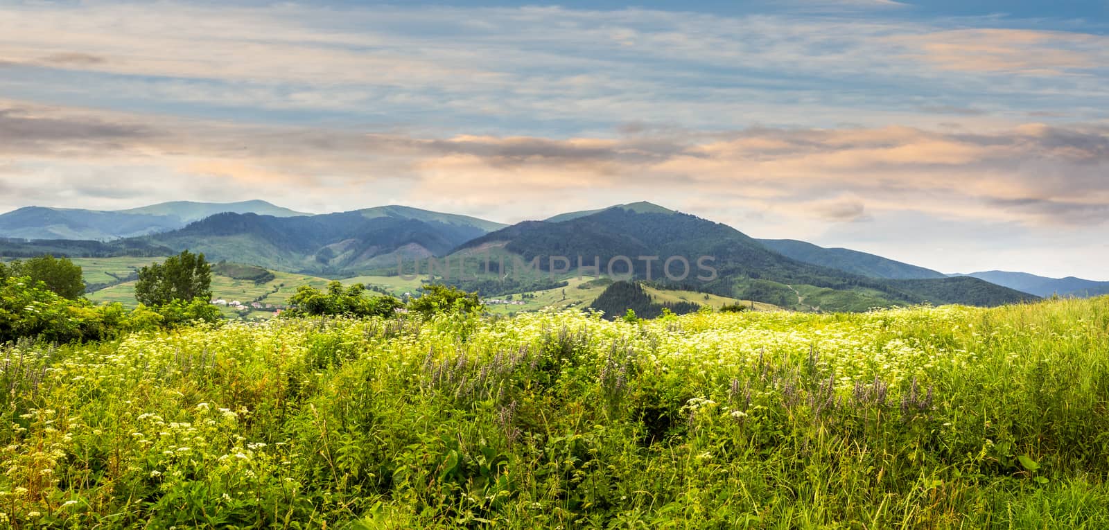 composite mountain landscape. wild flowers on meadow in mountains