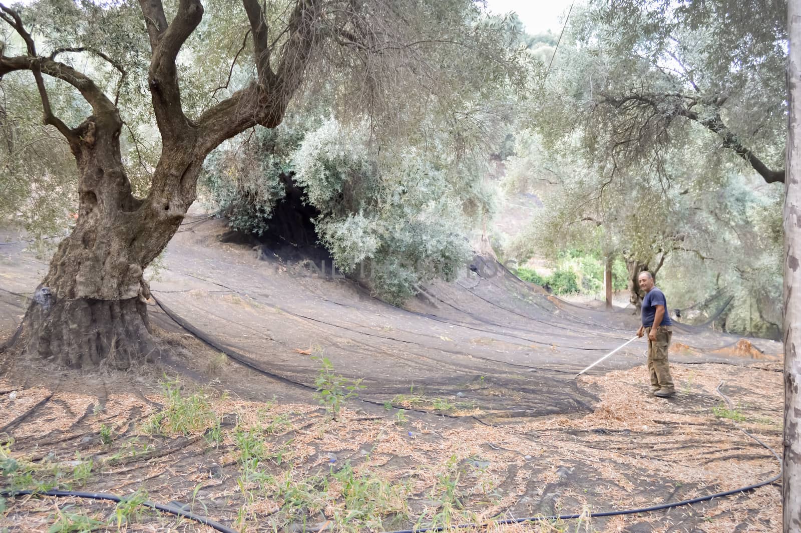 Cretan farmer who cleans the harvesting nets of olives in the mountains