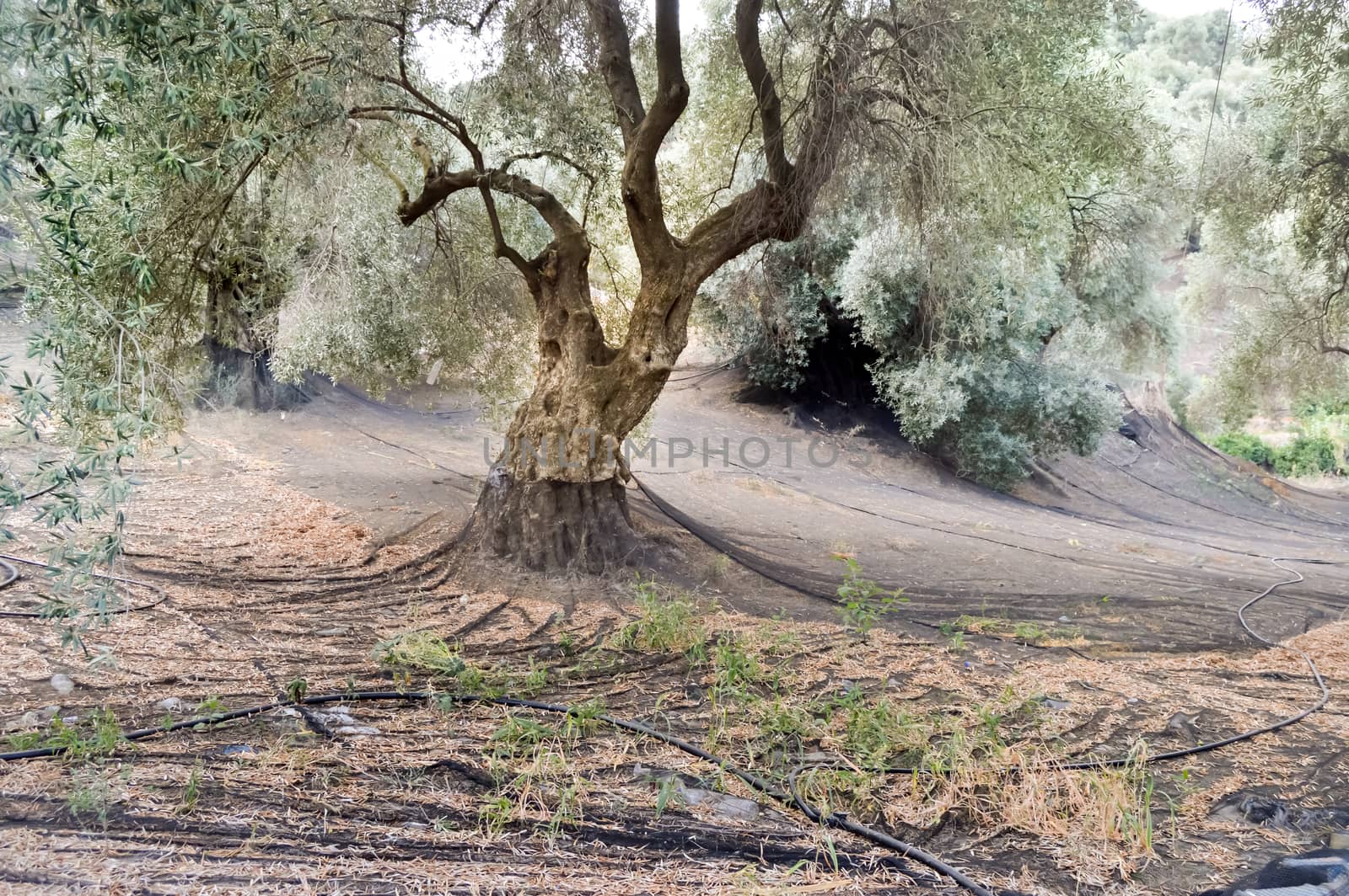 Olive harvesting nets place around the trunk of olive trees in the mountains of the island of Crete