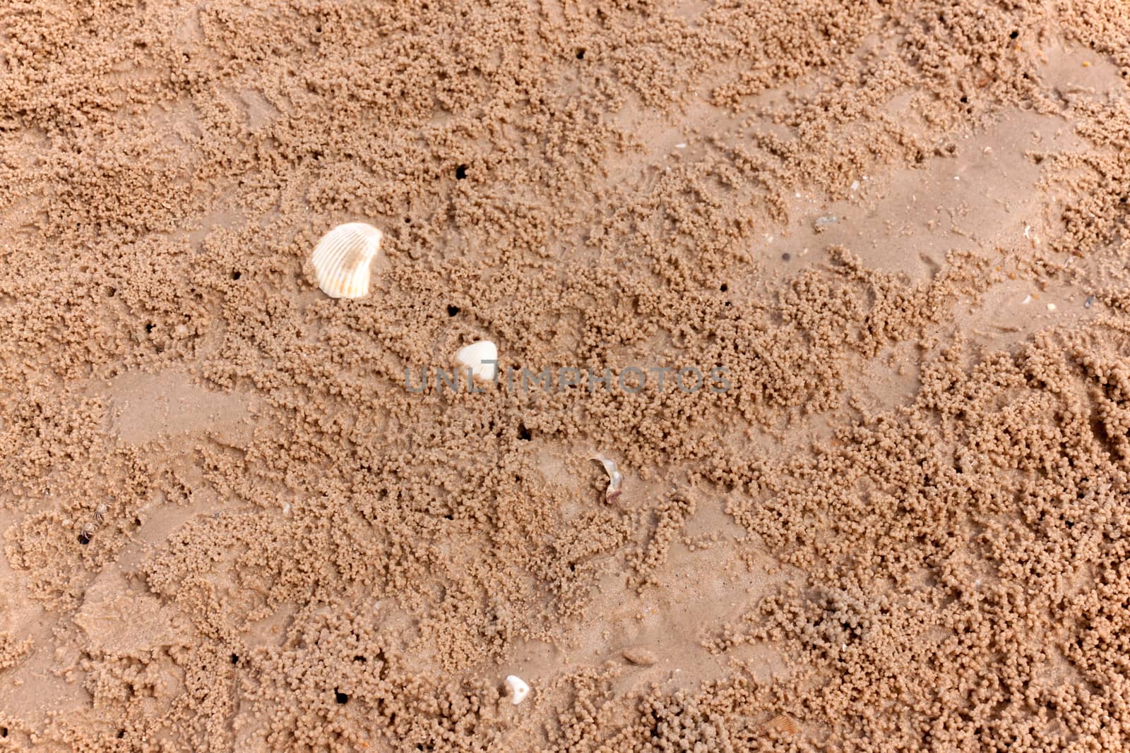 Sea sand with shells. Top view with copy space.