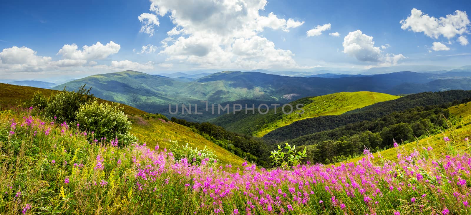composite landscape with high wild grass and purple flowers on the top of high mountain