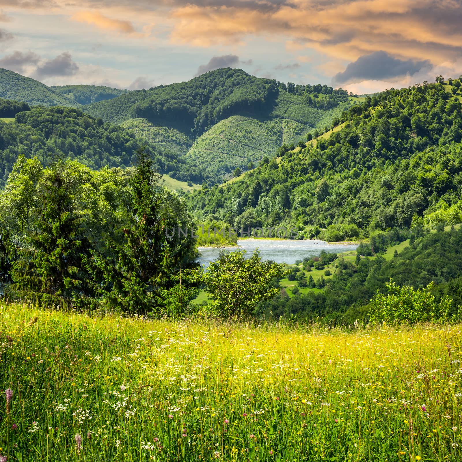 composite mountain summer landscape. pine trees on hillside meadow with wild flowers near the river in mountains